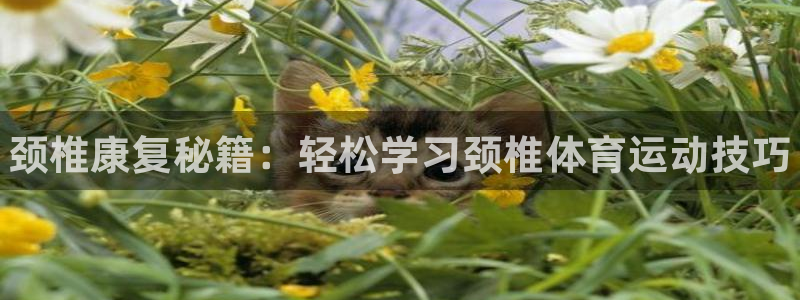 风速体育直播app