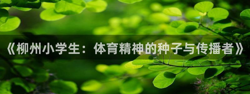 风速体育直播app