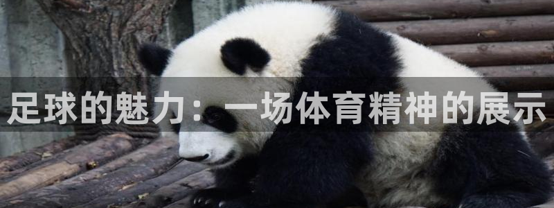风速体育app下载官网最新版